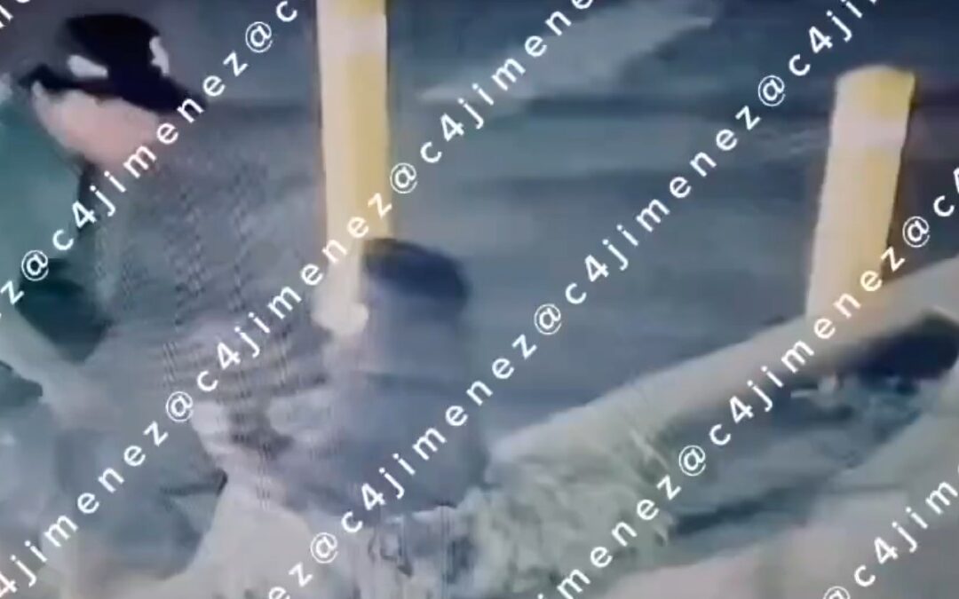 Omar, presunto policía federal, detenido tras agredir a su novia en Tampa Bay