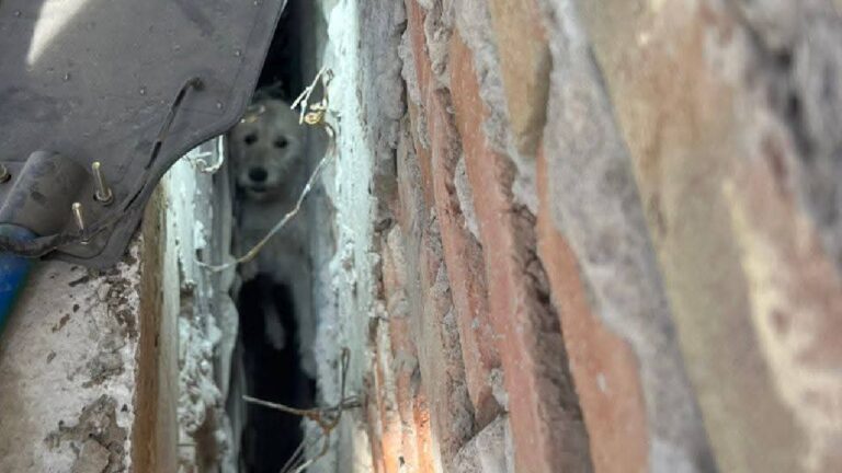 Rescate de mascotas: Bomberos San Pedro salvan a perrito atrapado en zanja de construcción