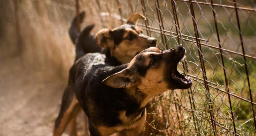 Trágico incidente en Michoacán: Perros atacan y asesinan a niño de 3 años, madre implicada en homicidio por omisión