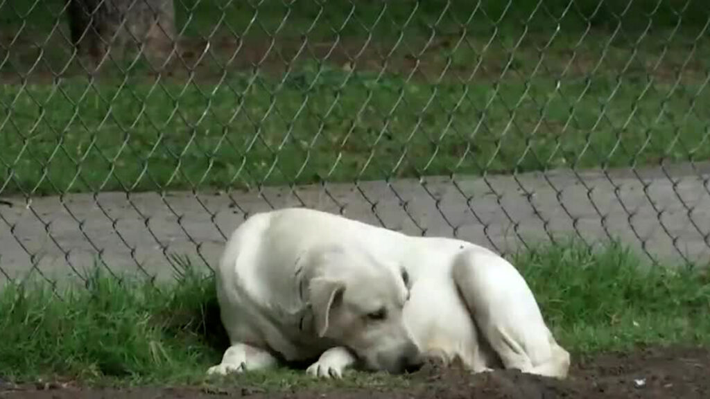 Guanajuato Marca un Récord Alarmante en Maltrato Animal: Hasta 14 Denuncias al Mes