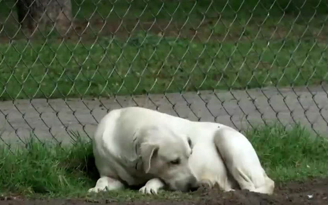 Guanajuato Marca un Récord Alarmante en Maltrato Animal: Hasta 14 Denuncias al Mes