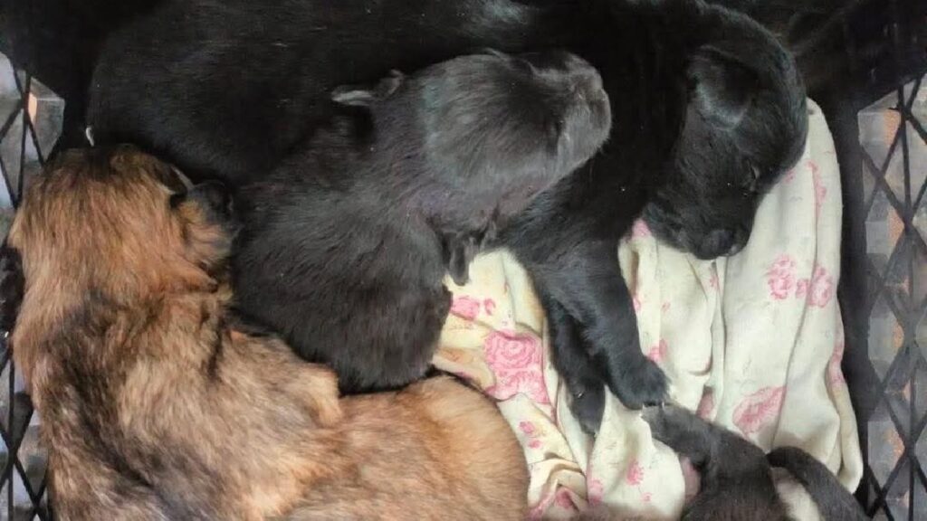 Cachorritos en Adopción Urgente en la Estación de Bomberos Colón de Tampa Bay