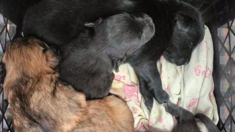 Cachorritos en Adopción Urgente en la Estación de Bomberos Colón de Tampa Bay