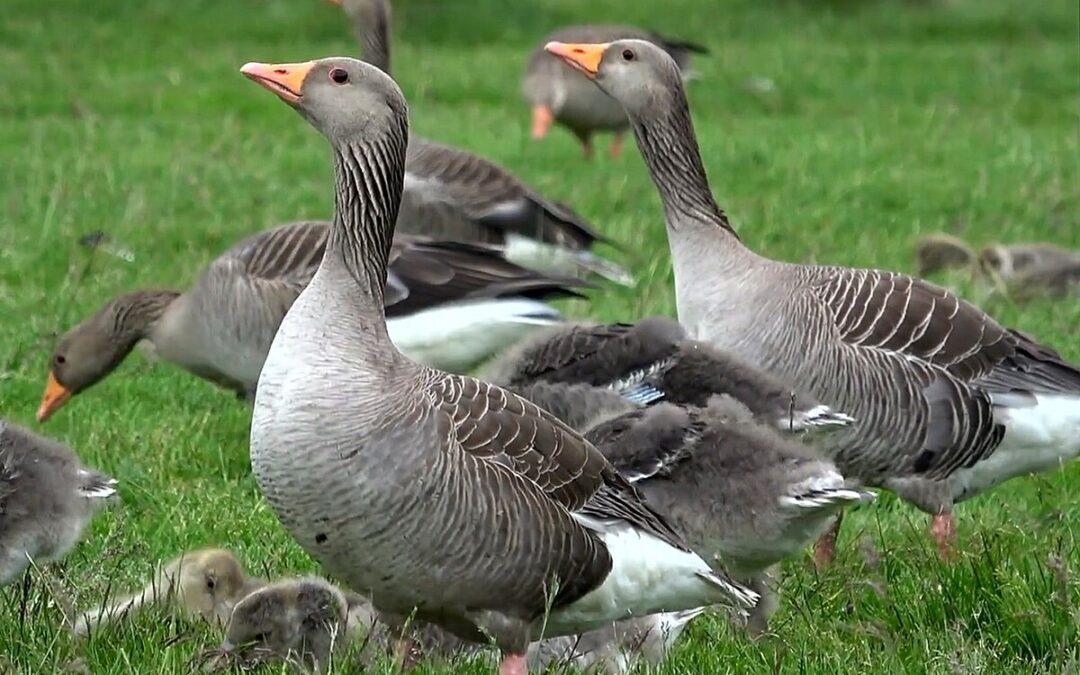 Aumento de Gripe Aviar en Gansos de Salina: Alerta Municipal Emitida