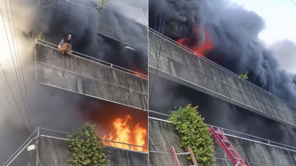 Valentía en Tampa Bay: Mujer arriesga su vida para salvar a sus perritos durante un incendio