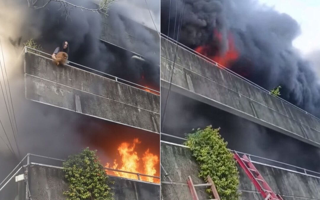 Valentía en Tampa Bay: Mujer arriesga su vida para salvar a sus perritos durante un incendio