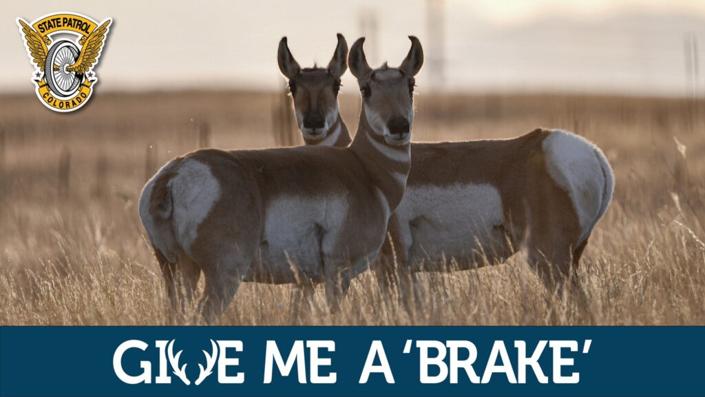 Alerta en Colorado por más de 430 choques con animales durante la temporada invernal