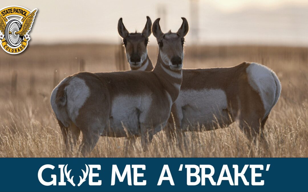 Alerta en Colorado por más de 430 choques con animales durante la temporada invernal