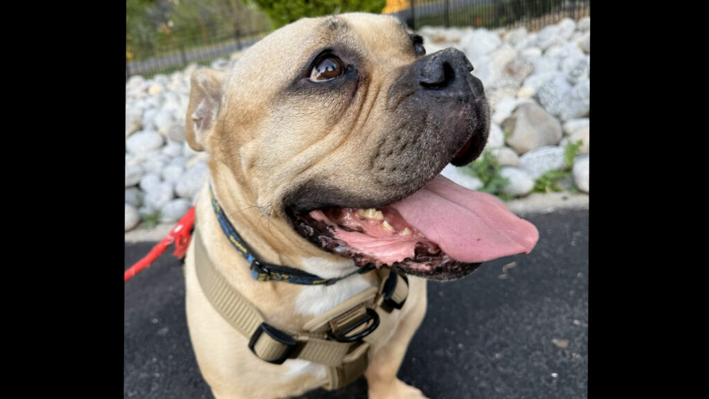 La Crisis Migratoria en Colorado: Aumento Alarmante en el Abandono de Mascotas