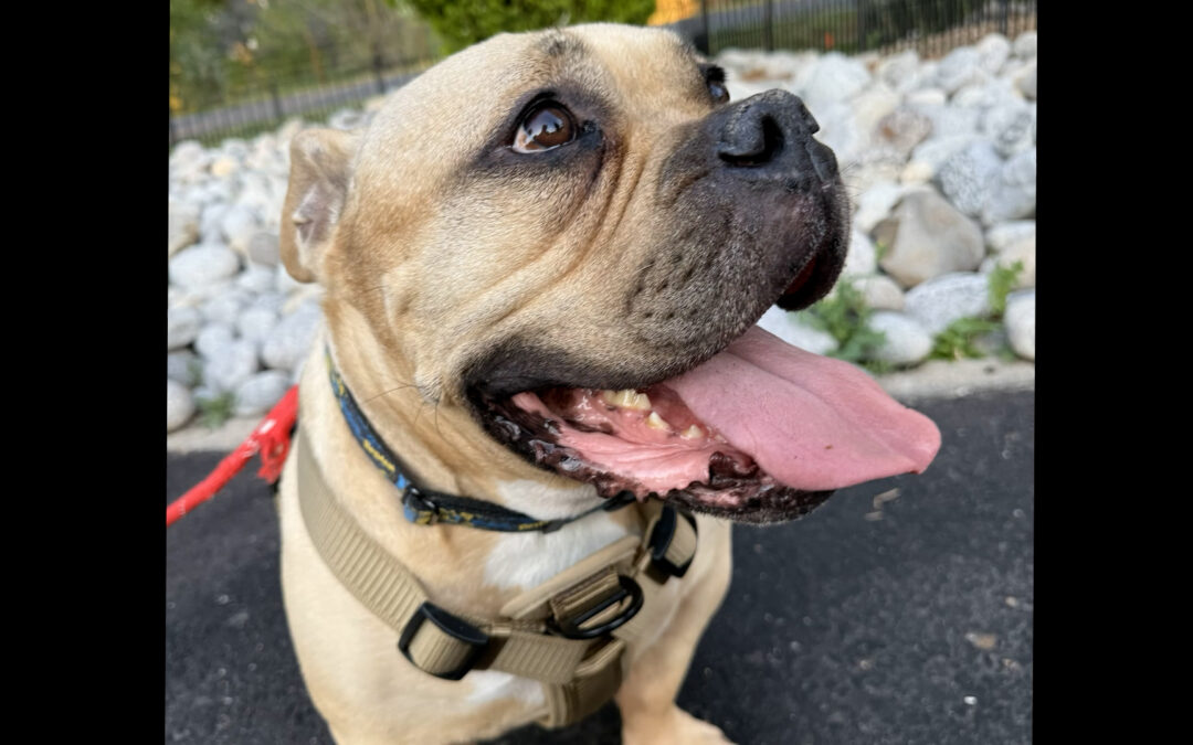 La Crisis Migratoria en Colorado: Aumento Alarmante en el Abandono de Mascotas