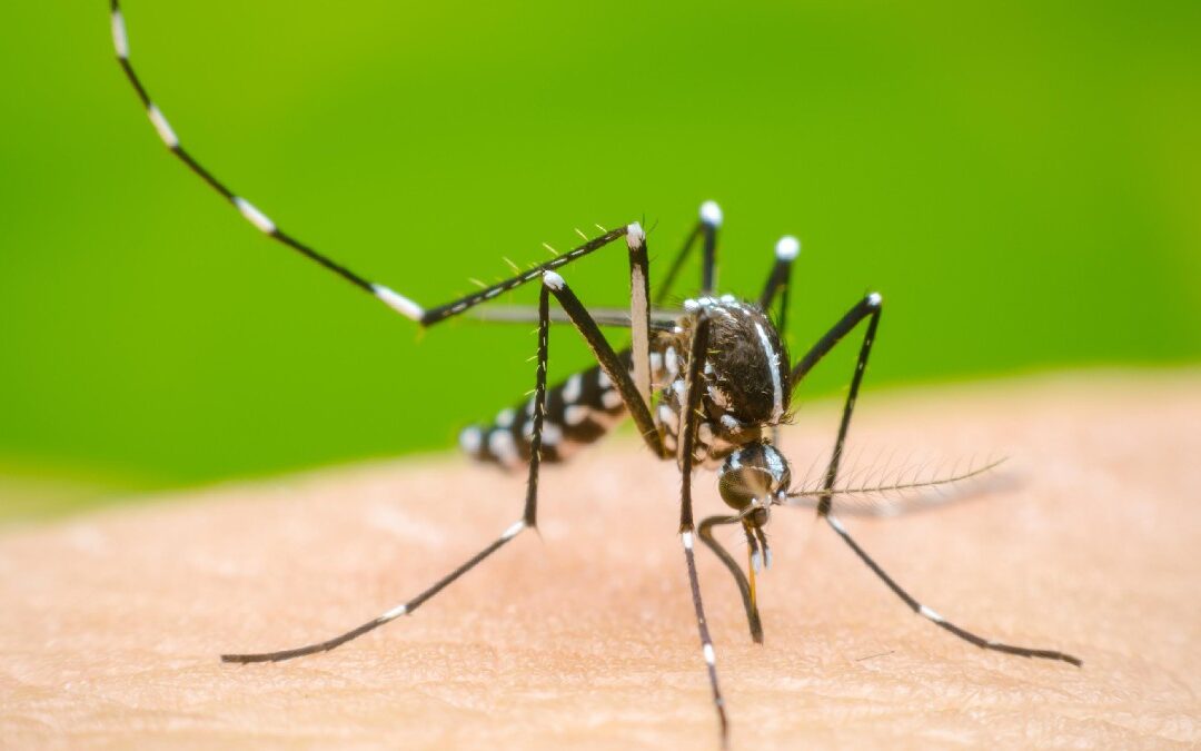 Dengue en Jalisco: Tercer Lugar Nacional en Casos y Tendencias Actuales