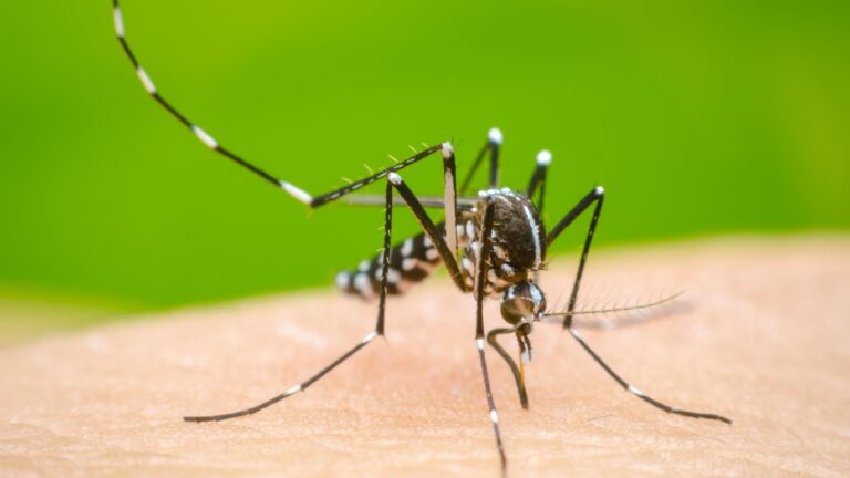 Dengue en Jalisco: Tercer Lugar Nacional en Casos y Tendencias Actuales