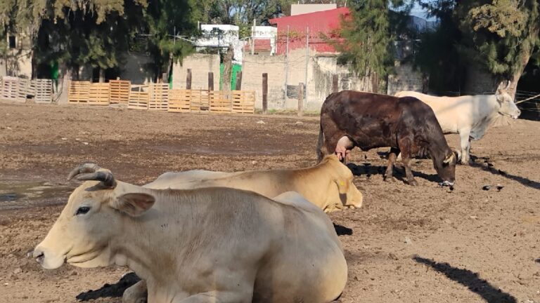 Foco de Infección en Tres Pinos: Vecinos de Tlaquepaque Alertan sobre Garrapatas y Plagas