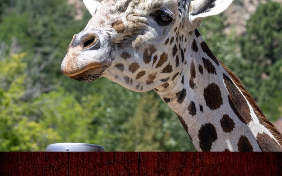 Tristeza en el Cheyenne Mountain Zoo: Muere la jirafa Khalid a los 17 años