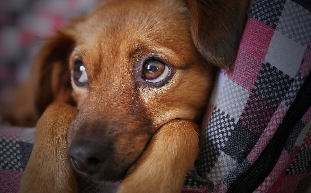 Cuidado de Mascotas en Nuevo León: Consejos Ambientales para la Época Navideña