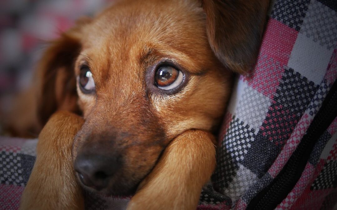 Cuidado de Mascotas en Nuevo León: Consejos Ambientales para la Época Navideña