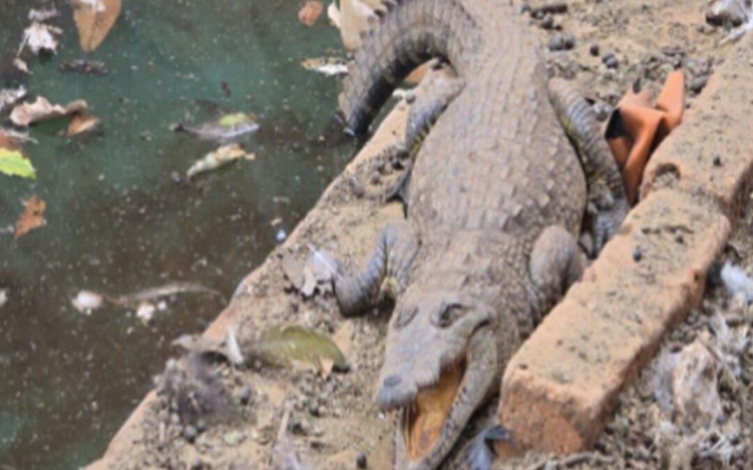 FGR Descubre Arsenal y Cocodrilo en Rancho Cateado de Jalisco