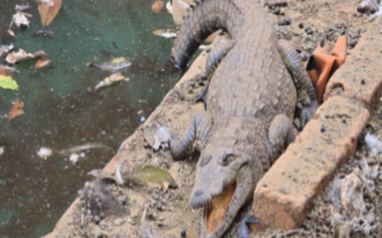 FGR Descubre Arsenal y Cocodrilo en Rancho Cateado de Jalisco