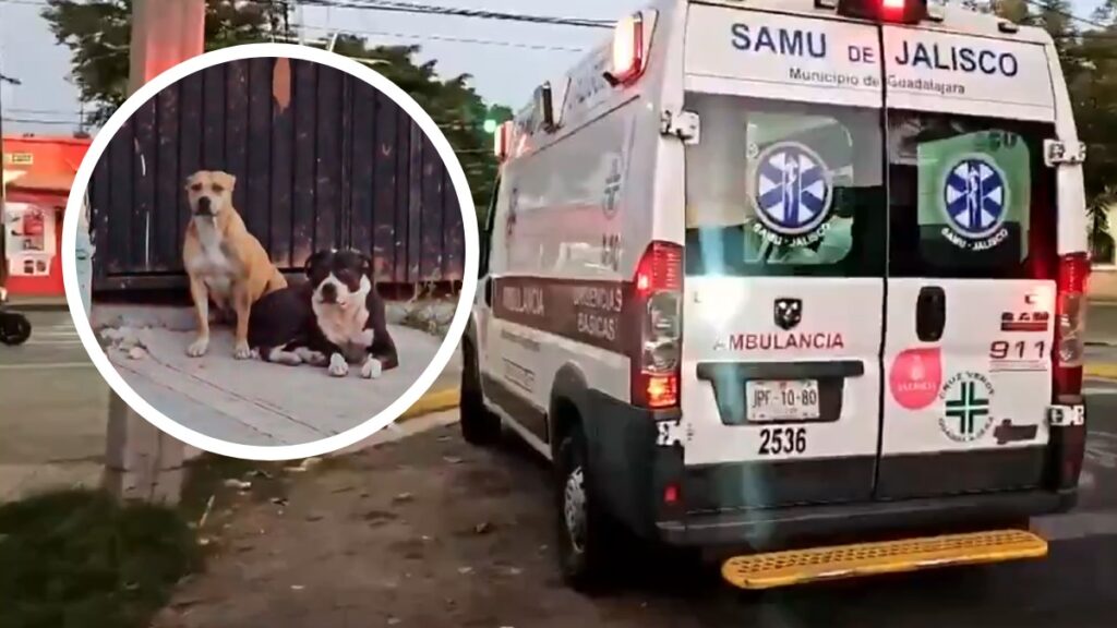 Atacado por perros en Guadalajara: vecinos exigen responsabilidad al dueƱo