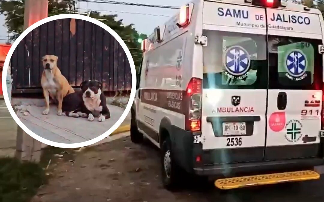 Atacado por perros en Guadalajara: vecinos exigen responsabilidad al dueño