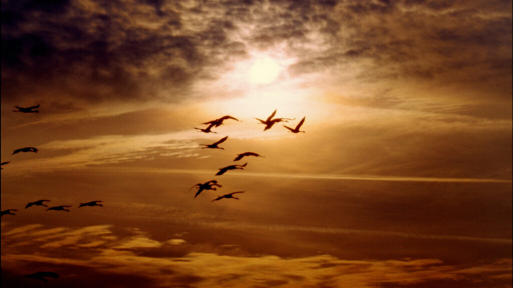 Gripe Aviar en Colorado: Riesgos Aumentan con la Migración Invernal de Aves