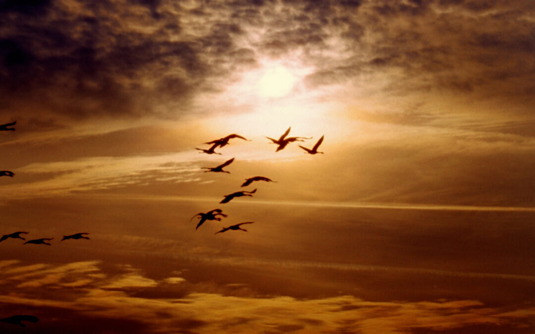 Gripe Aviar en Colorado: Riesgos Aumentan con la Migración Invernal de Aves