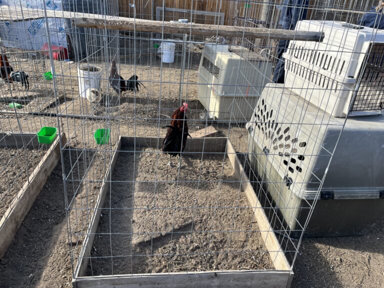 Decomiso de Aves Entrenadas para Peleas de Gallos en Commerce City