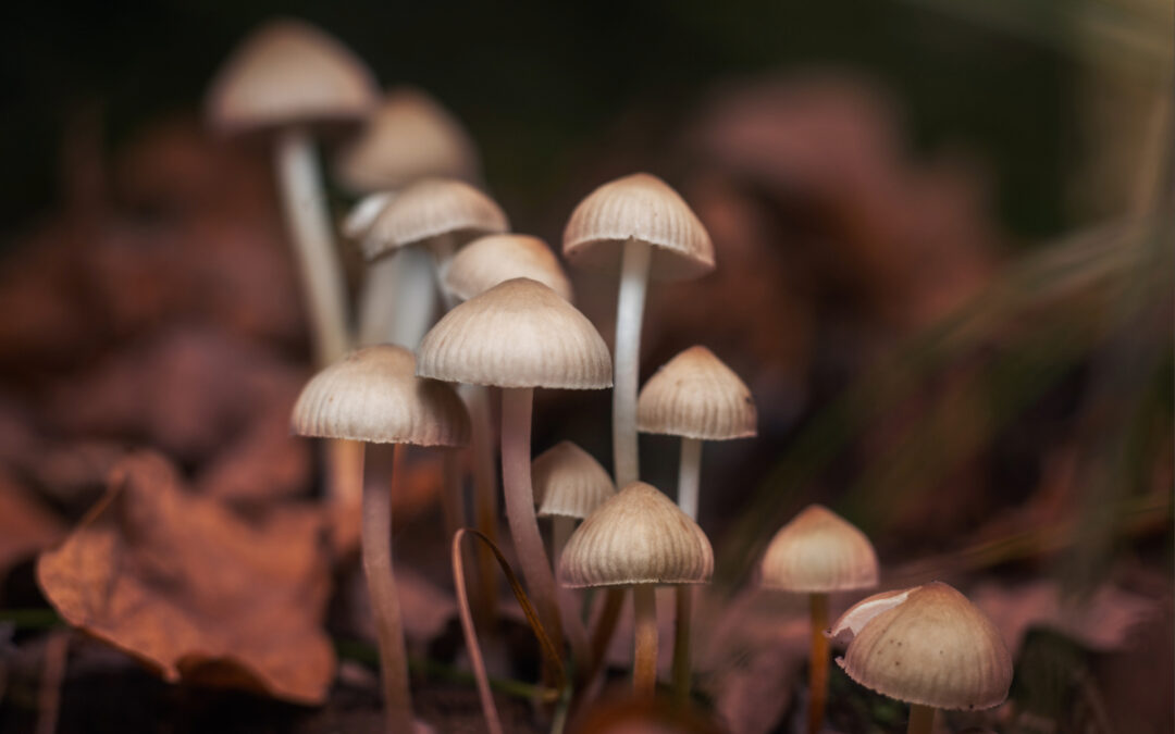 Alerta en Tampa Bay: Peligro de Hongos Venenosos y su Impacto en la Salud