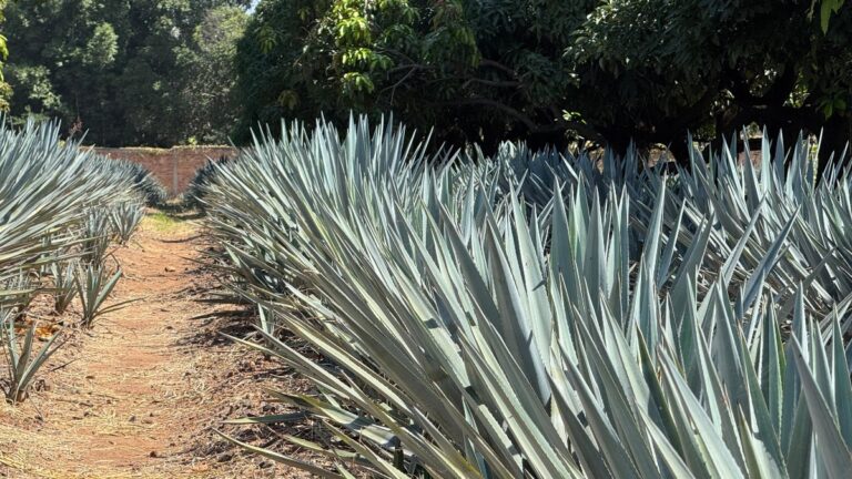 Pueblos Mágicos: Cómo Impulsan el Turismo en Jalisco para el Cierre de Año