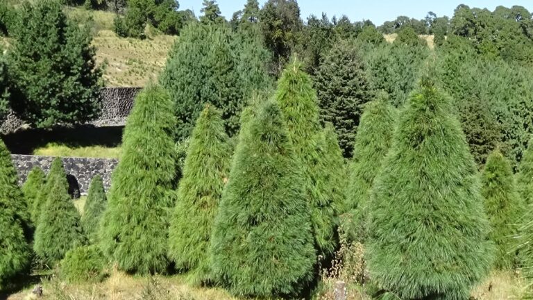 Encuentra los Mejores Árboles de Navidad Naturales en Querétaro para Navidad 2025