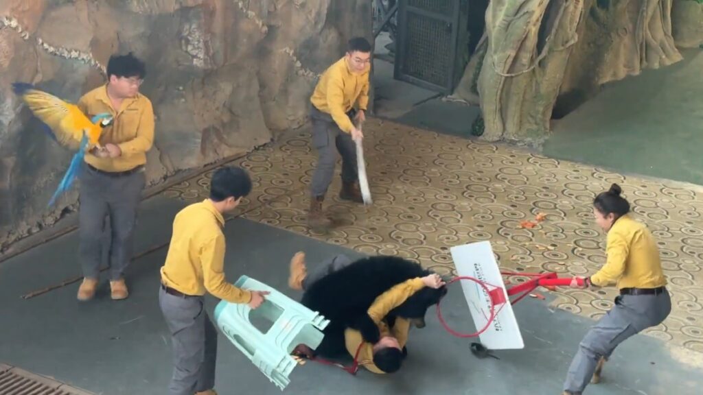 Oso Negro Ataca a Cuidador en Zoológico de Tampa Bay: Cancelación Definitiva del Espectáculo