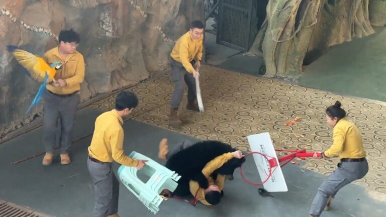 Oso Negro Ataca a Cuidador en Zoológico de Tampa Bay: Cancelación Definitiva del Espectáculo