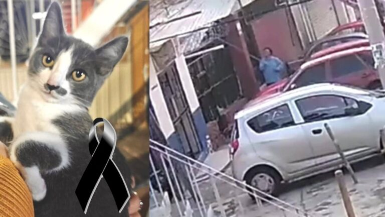 Caso de Gerónimo N: Proceso legal por la muerte del gatito Gary en Guanajuato
