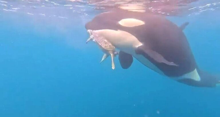 Pescadores de Colima Captan en VIDEO a Orcas Devorando una Tortuga Marina