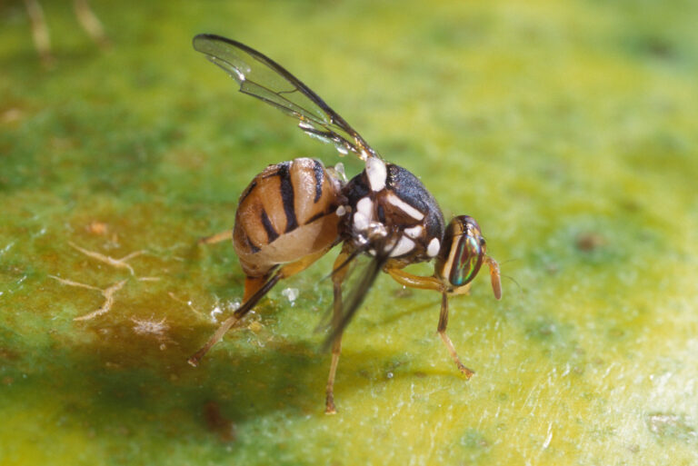 La Mosca Oriental de la Fruta: Una Amenaza Inminente para la Agricultura en California