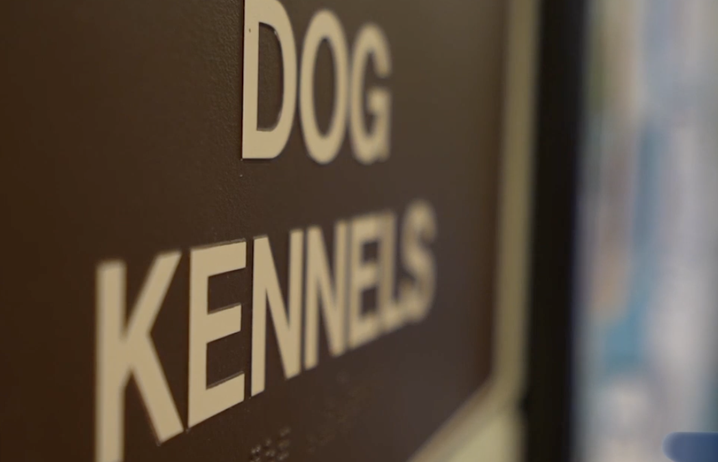 Palm Desert Avanza en la Protección Animal con un Programa de Esterilización Gratuita