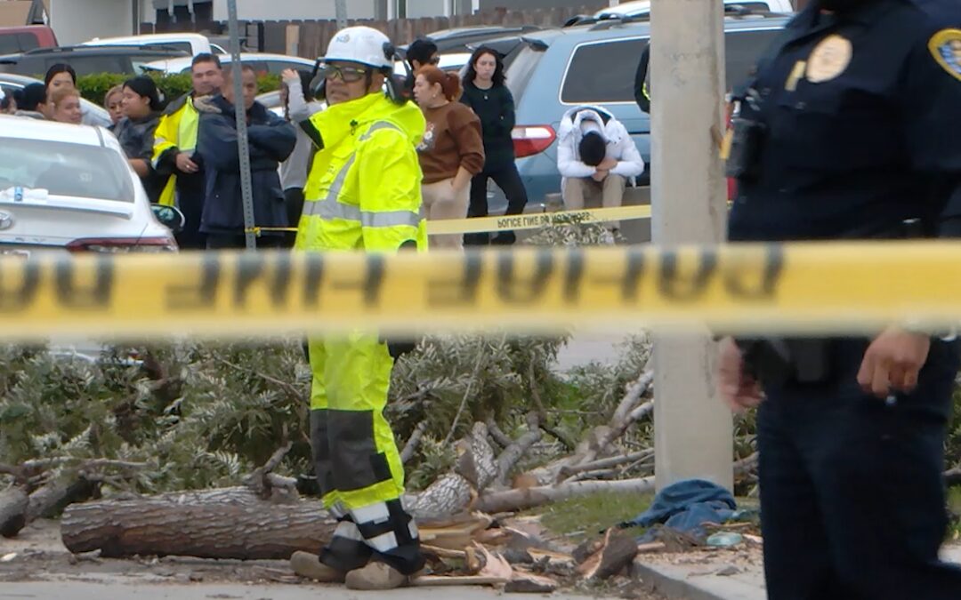 Muerte Trágica en San Diego: Caída de Árbol Causa Luto en Nochebuena