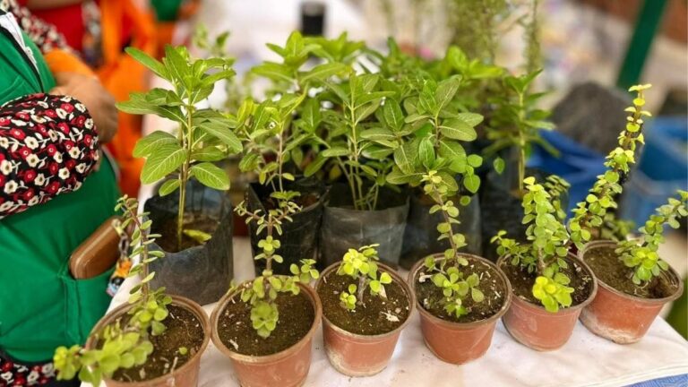 Torreón Establece un Nuevo Récord en la Plantación de Árboles para el 2025