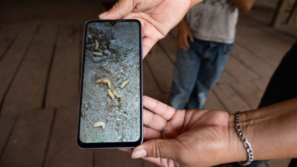 Gusano Barrenador: Primer Caso Detectado en Ganado de Edomex, Activan Fase Preventiva