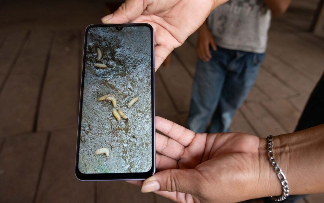 Gusano Barrenador: Primer Caso Detectado en Ganado de Edomex, Activan Fase Preventiva