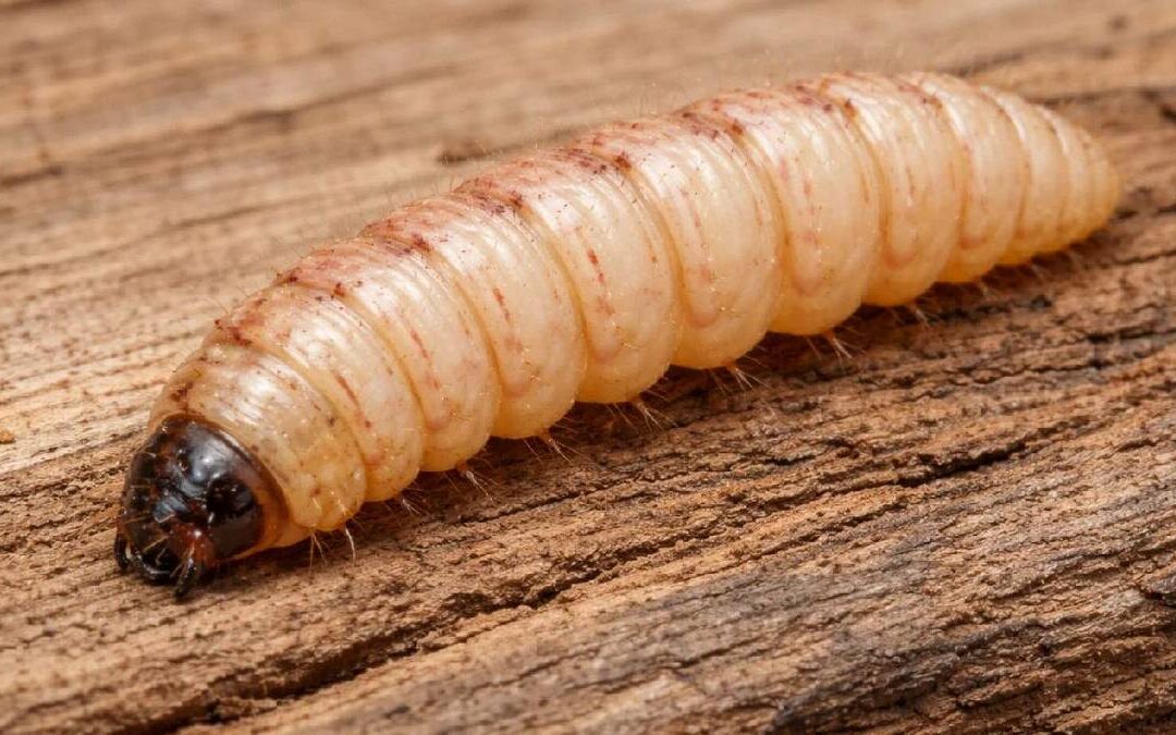 Miasis: Identificando los síntomas del gusano barrenador en Tampa Bay