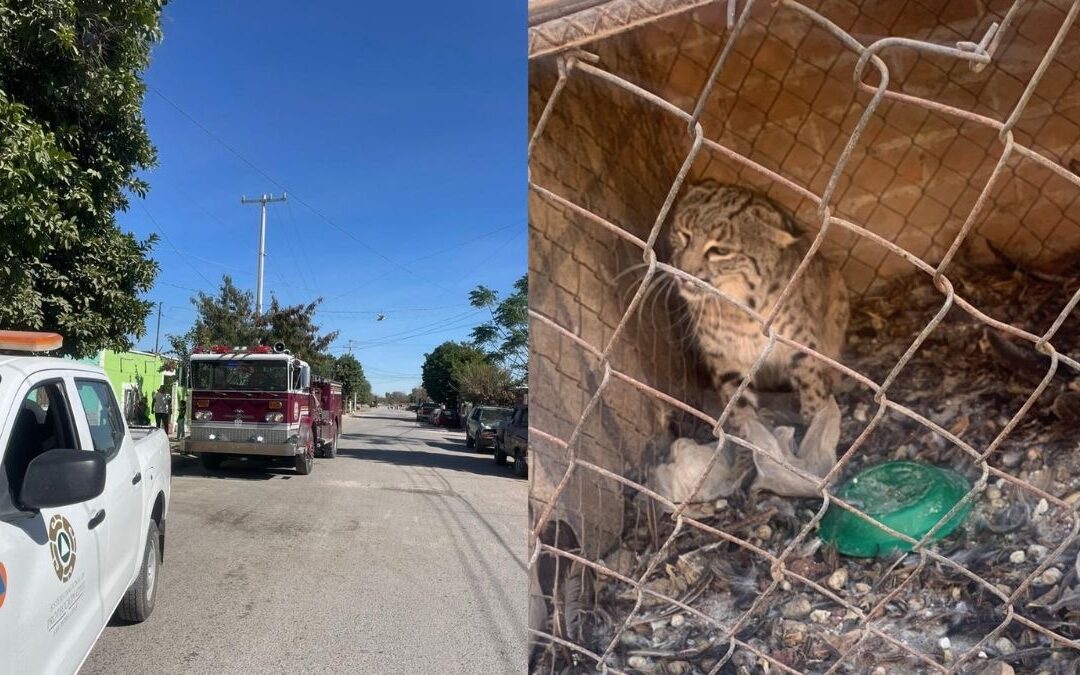 Gato Montés Causa Emergencia en San Pedro: Incidente Inusual en Tampa Bay