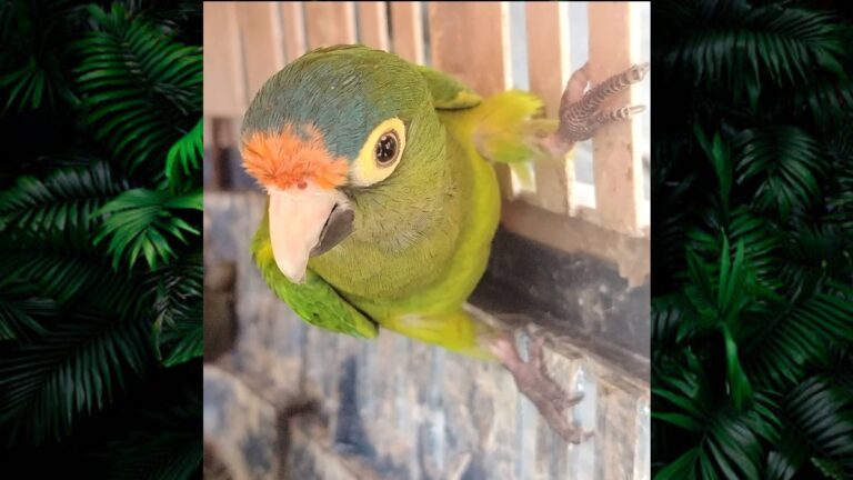 Más de 40 Animales Exóticos Asegurados en Operativo por Día de Reyes en Michoacán