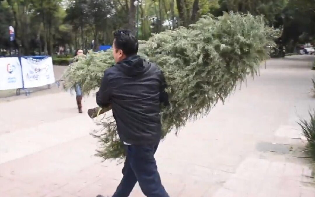 Reciclaje de Árboles de Navidad en Zapopan: Descubre Dónde Llevar el Tuyo