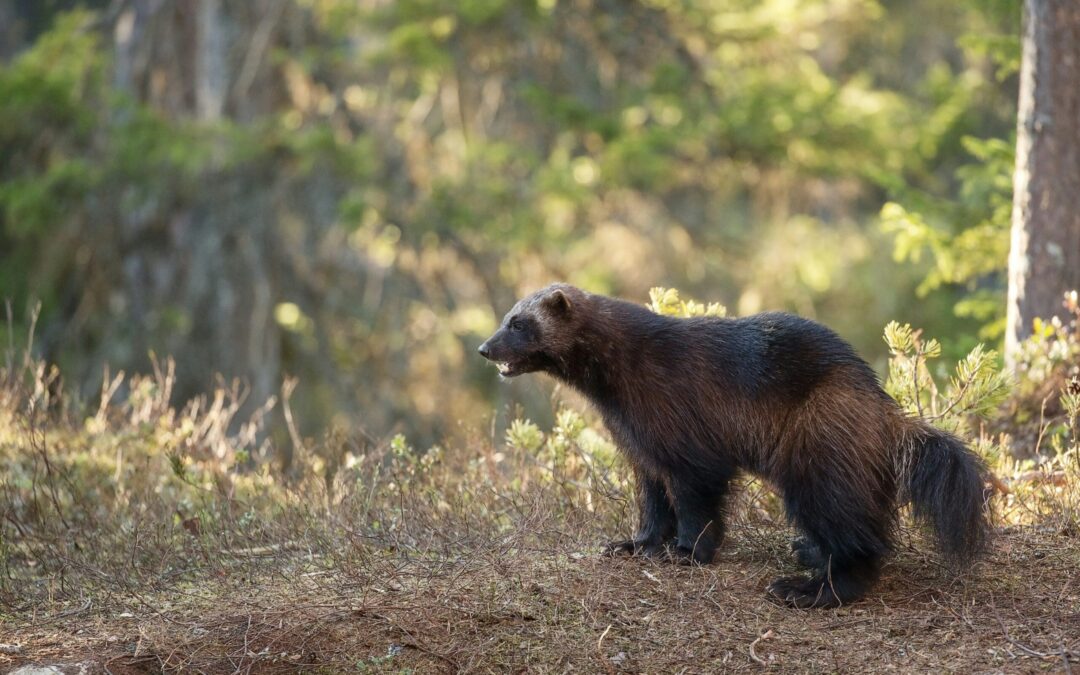 El Glotón Podría Regresar a Colorado: Un Plan de Reintroducción Histórico