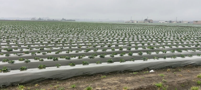 Agricultura Segura: Nuevas Prioridades para Proteger la Salud de Comunidades Agrícolas en California
