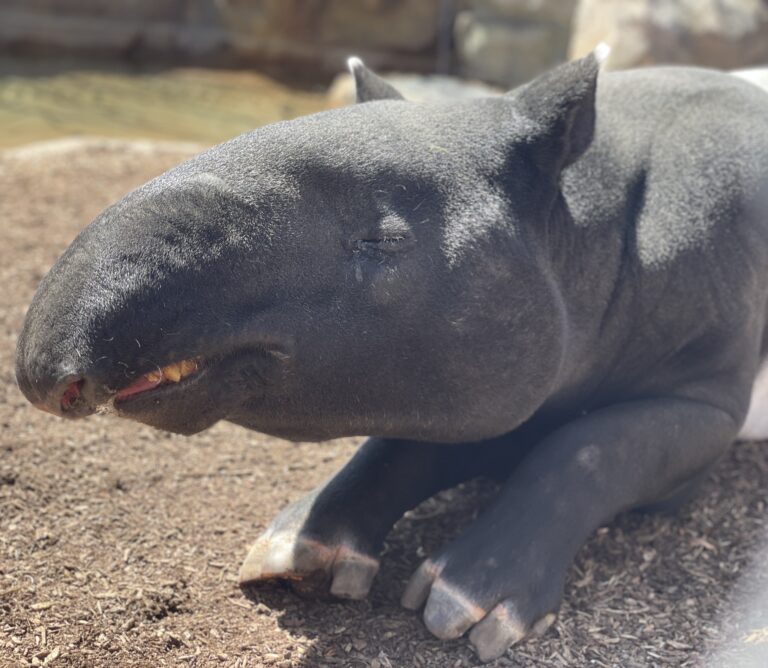 Tragedia en el Zoológico de Denver: Muerte de Tapires Malayos por Sobredosis Accidental de Suplemento Mineral